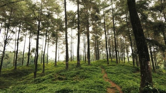 Dev vocabulary: What is tree shaking 🌲 post image